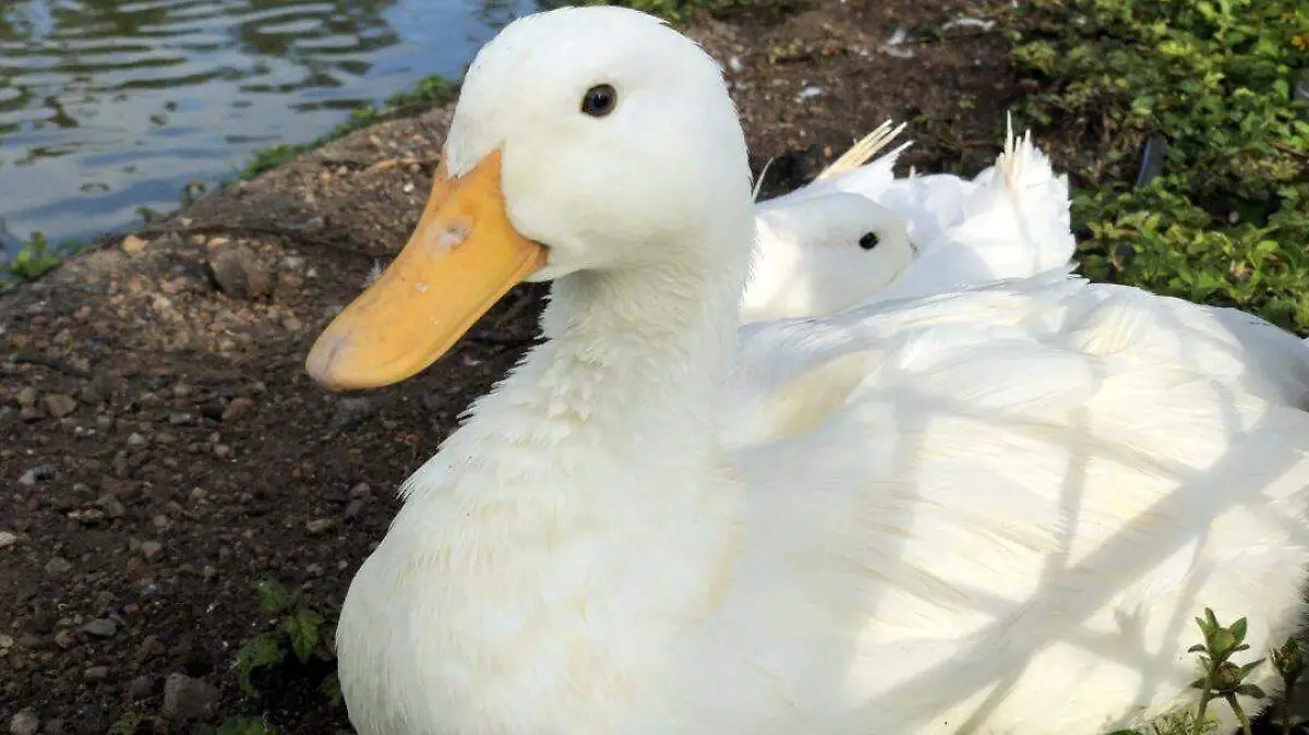 Bosques Urbanos Foto Patos